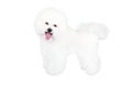 Bichon Frise posing and looking at the camera against a white background Royalty Free Stock Photo