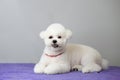 A Bichon frise puppy with a roundly trimmed head on the table after grooming