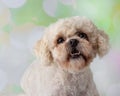 Bichon Frise Shih Tzu Mix Portrait on a Colorful Background Face