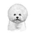 Bichon Frise, Bichon Tenerife, Bichon a poil frise dog digital art illustration isolated on white background. Canary islands