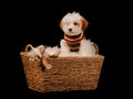 Bichon frise type dog sat in a basket