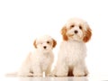 Bichon frise type dogs on white background