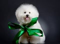 Bichon frise wearing a big green ribbon Royalty Free Stock Photo