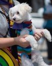 Bichon Frise wearing gay pride rainbow outfit licking lips