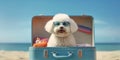 Bichon Frises Perfect Getaway Sunglasses and Opened Suitcase on Beach - travel and holiday concept. Generative AI