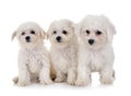 Bichon Frises in studio