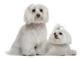 Bichon frisÃÂ© and a Maltese Royalty Free Stock Photo