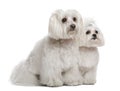 Bichon frisÃÂ© and a Maltese Royalty Free Stock Photo