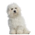 Bichon frisÃÂ©, 5 months old, sitting Royalty Free Stock Photo