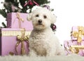 Bichon FrisÃÂ© sitting in front of Christmas decorations Royalty Free Stock Photo
