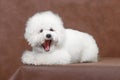 Bichon Frize dog lies and yawns on a brown background