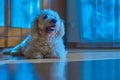 Bichon frize dog lying looking on a parquet floor in a room at night. Royalty Free Stock Photo