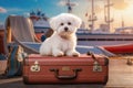 A Bichon Frize dog sits on a suitcase in the port against the background of a passenger ship, Generative AI