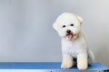 Bichon Frize sitting on a grooming table with a grumpy up close on a gray background