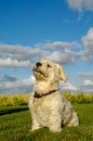 Bichon Havanais dog Royalty Free Stock Photo