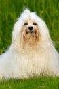 Bichon Havanais posing Royalty Free Stock Photo