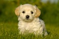 Bichon Havanais puppy dog Royalty Free Stock Photo