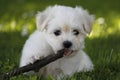 Bichon Havanais puppy Royalty Free Stock Photo