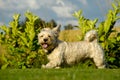 Bichon Havanais running in the sun Royalty Free Stock Photo