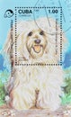 Bichon Havanese (Canis lupus familiaris)