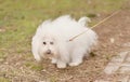 Bichon Havanese dog poops