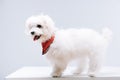 Havanese dog in red neckerchief on