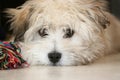 Bichon Hawanais Royalty Free Stock Photo