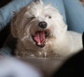 Bichon maltes dog yawning in the bed