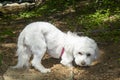 Bichon Maltese digging sand in the forest
