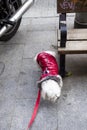 A bichon Maltese answering the call of nature against a street bench