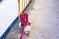 A bichon Maltese dog answering the call of nature against a railing