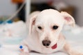 Bichon maltese dog breed sedated at the veterinary clinic