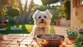 Bichon Maltese dog eating croquettes in the garden of a house, AI-generated. Royalty Free Stock Photo