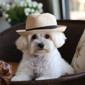 Bichon Maltese dog with a hat, looking at camera while sitting on a chair, AI generated