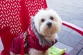 A bichon Maltese dog looking at the camera sitting on a chair at a terraza