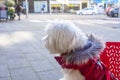 A bichon Maltese dog looking at the street sitting on a chair at a terraza