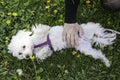 Bichon Maltese dog Royalty Free Stock Photo