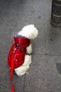 Bichon Maltese dog sitting at the end of the leash