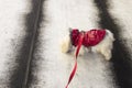 A bichon Maltese dog sniffing the ground