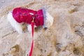 A bichon Maltese dog on a pile of sand sniffing the grains