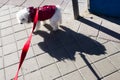 A bichon Maltese with his shadow spread along the pavement