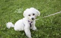 Bichon Maltese leash Royalty Free Stock Photo