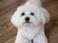 Bichon maltese Royalty Free Stock Photo