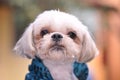 Bichon maltese portrait Royalty Free Stock Photo