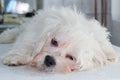 Bichon maltese recovering from anesthesia on the consult table at the veterinary clinic