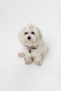 Bichon Maltese Royalty Free Stock Photo