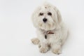 Bichon Maltese Royalty Free Stock Photo