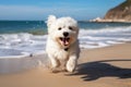 A bichon maltese running on the beach with the sea in the background. Royalty Free Stock Photo