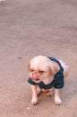 Bichon maltese with tongue out Royalty Free Stock Photo