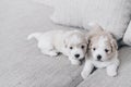 Bichon malteze puppies on couch Royalty Free Stock Photo
